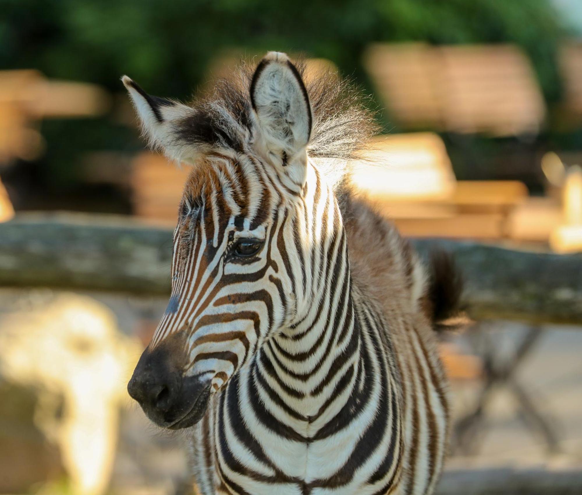 Tierpark Entdeckerhaeuser Wagenfeld Eksteriør billede